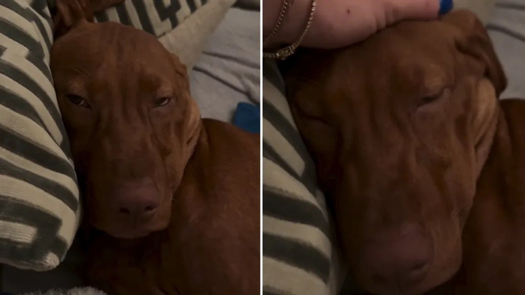 What Dog Breeds Sleep With Their Eyes Open