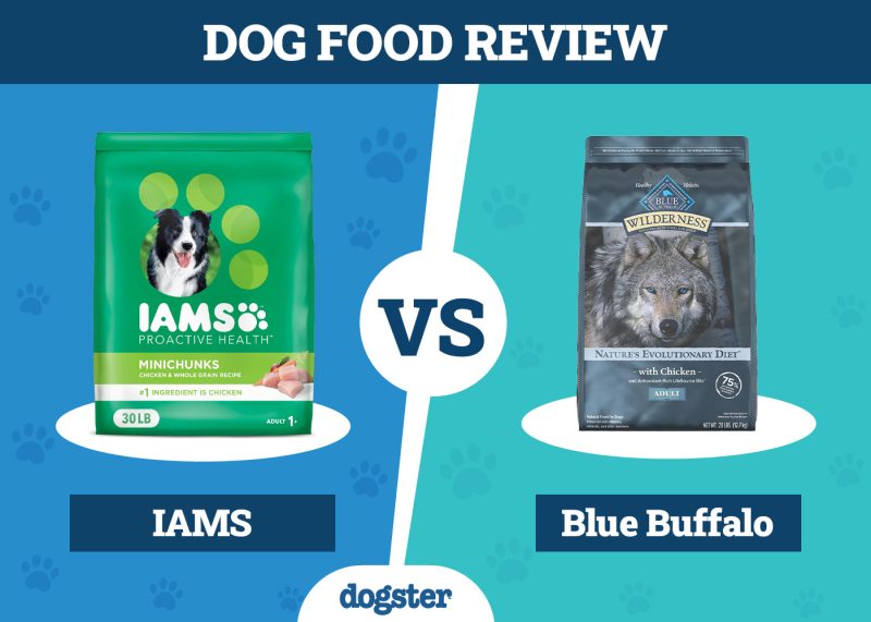 What Dog Food is Better Than Blue Buffalo