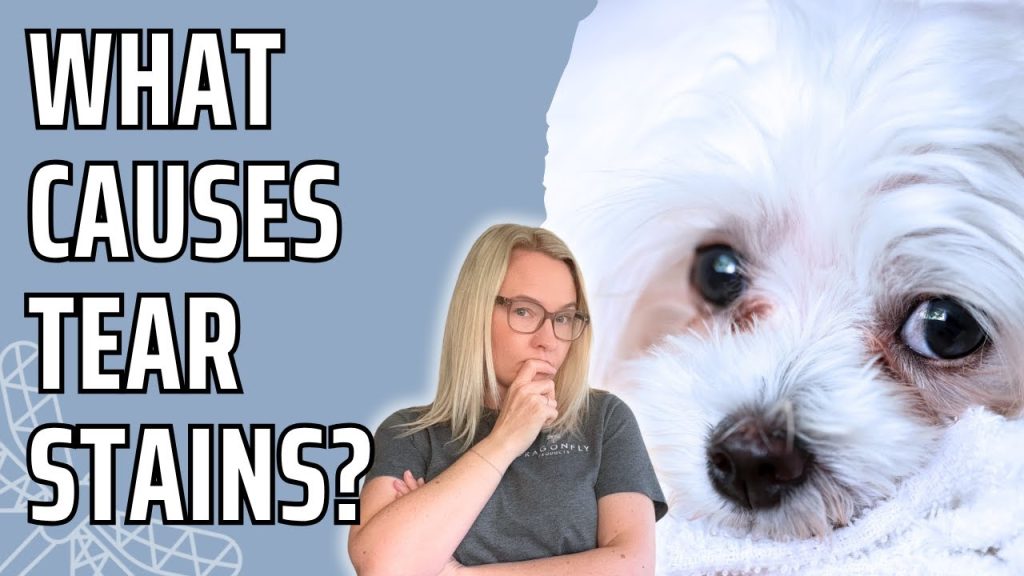 What Foods Cause Tear Stains in Dogs