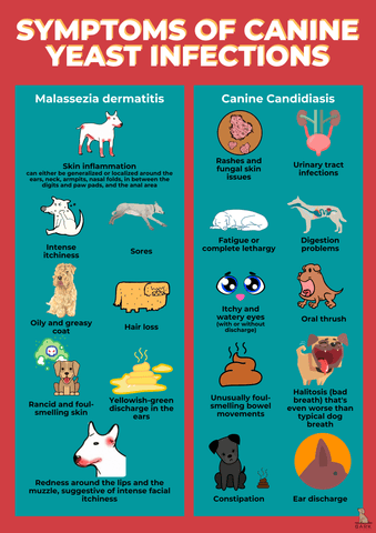 What Foods Cause Yeast in Dogs