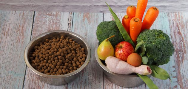 What Happens If a Dog Eats Moldy Food
