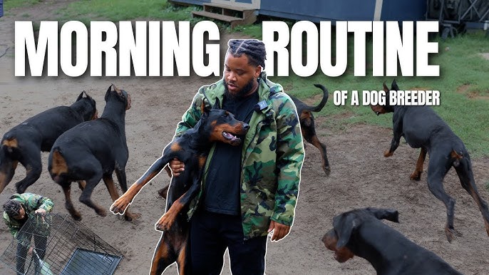 What is a Dog Breeder