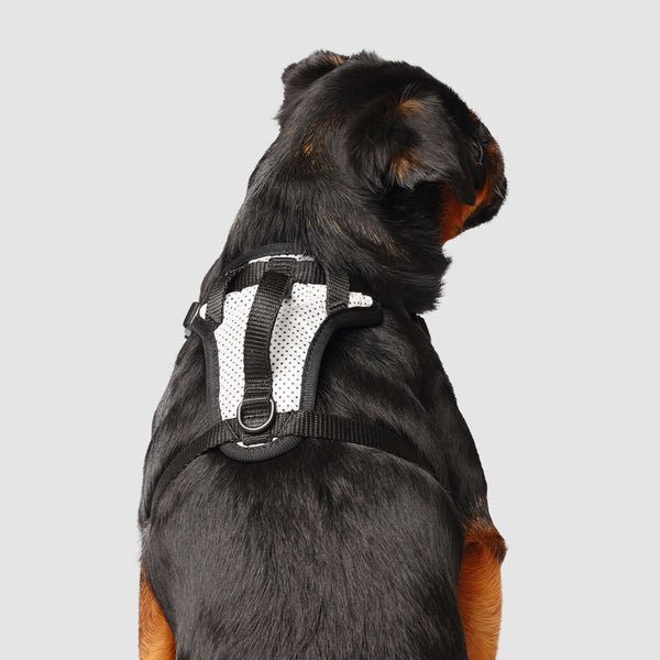 What is a Dog Harness
