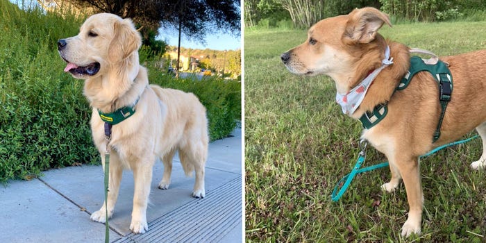 What is a Good Dog Harness
