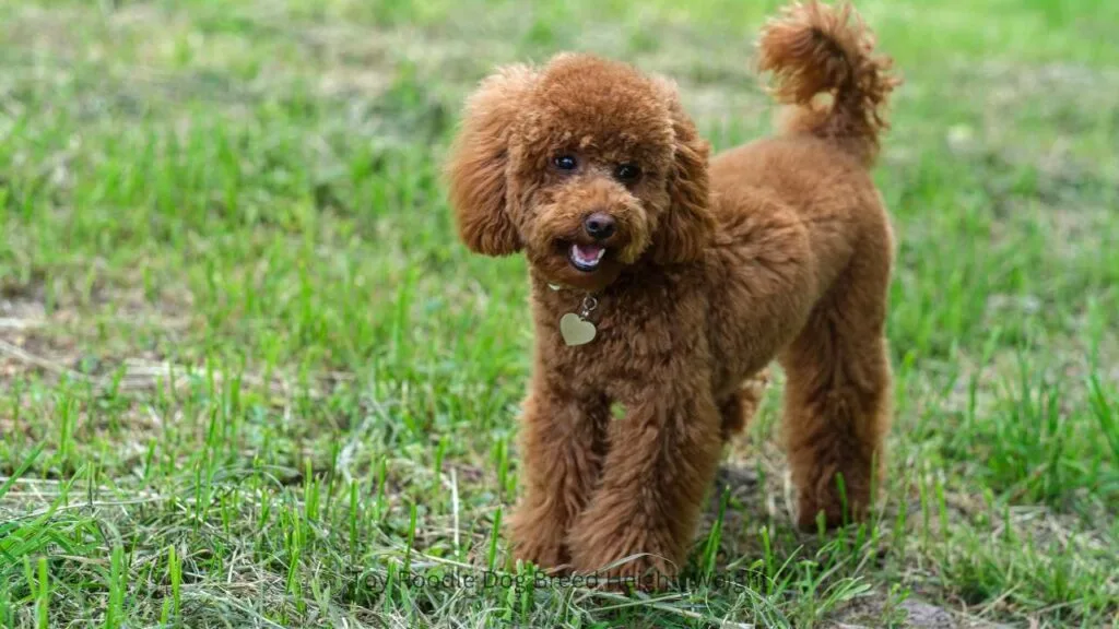What is a Toy Poodle Dog