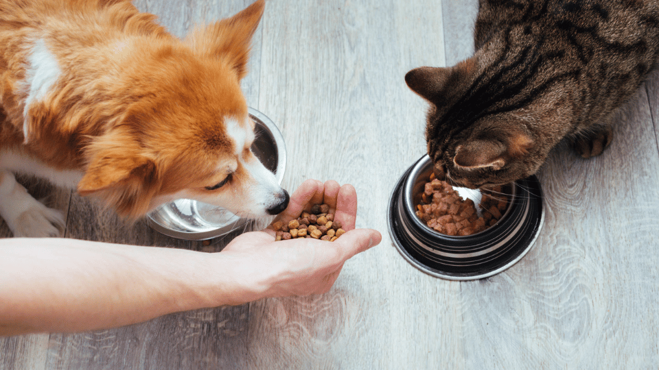What is Animal Plasma in Dog Food