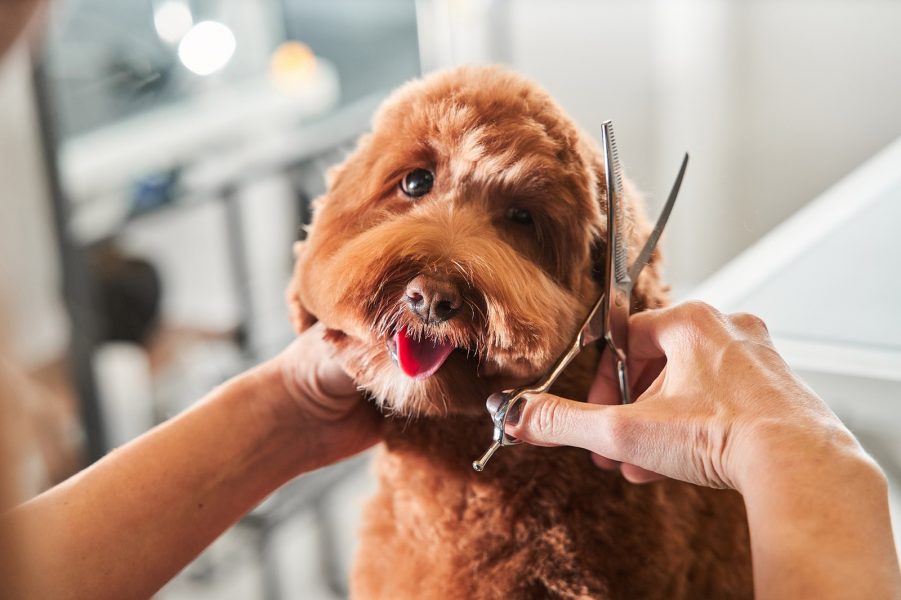 What is Dog Grooming