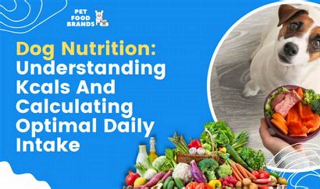 What is Kcal in Dog Food