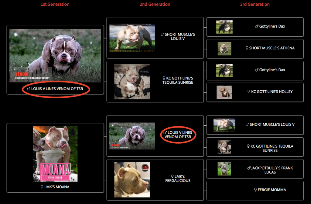 What is Line Breeding in Dogs