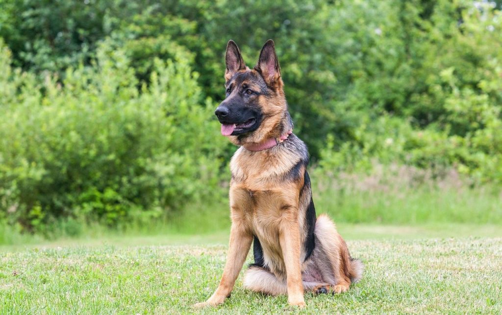What is the Easiest Dog to Train