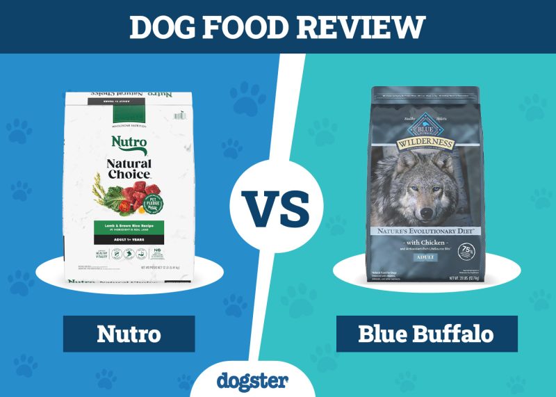 What is Tocopherols in Dog Food