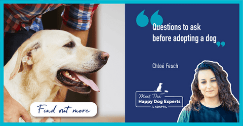 What to Ask When Adopting a Dog