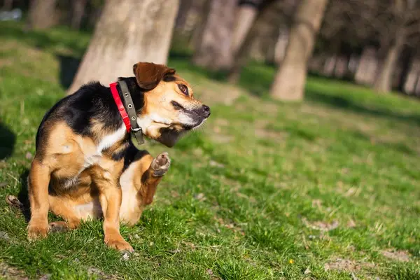 What to Do When Dog Has a Fit