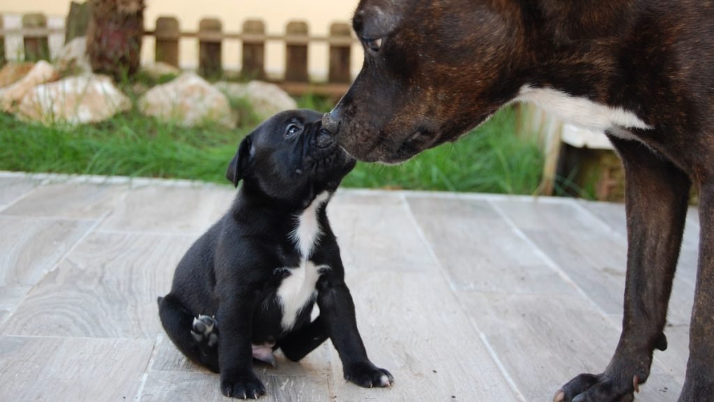 When Can Dogs Start Breeding
