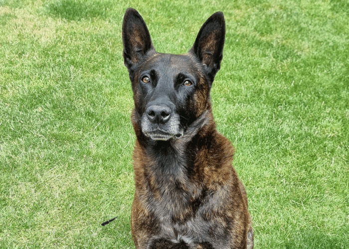 Where Can I Adopt a Retired Police Dog