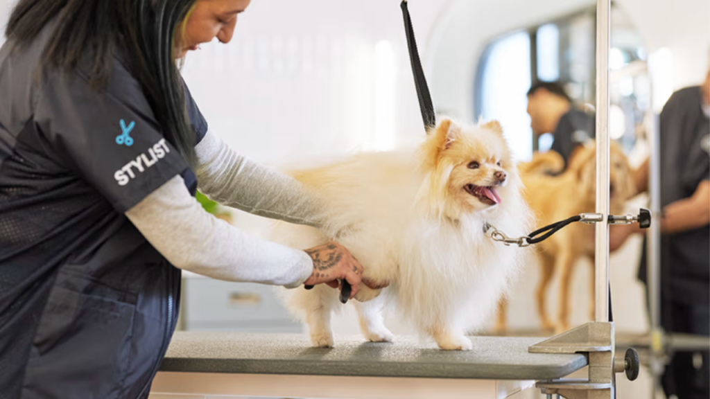 Where to Learn Dog Grooming