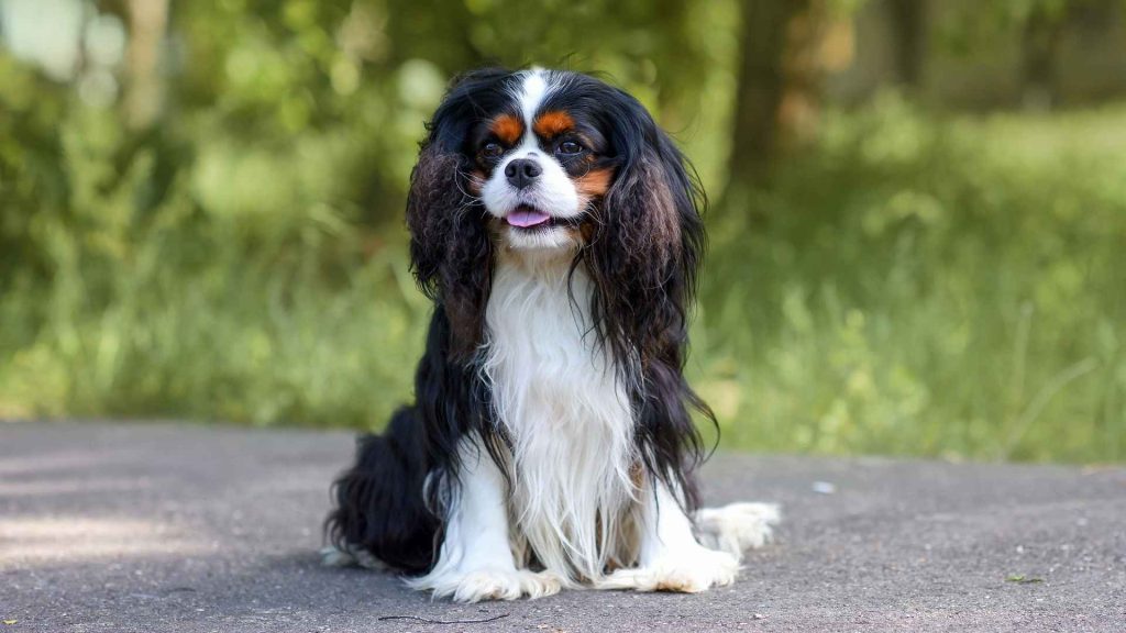 Which Dog Breeds Bark the Least