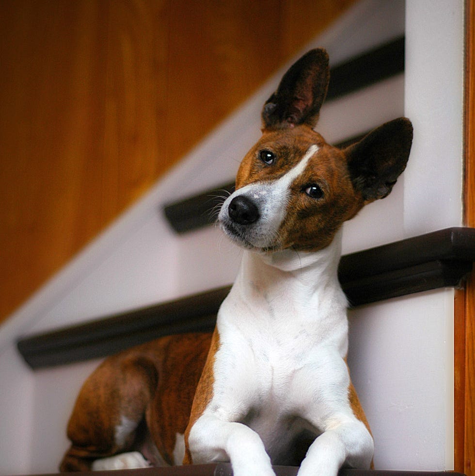 Which Dog Breeds Don'T Bark