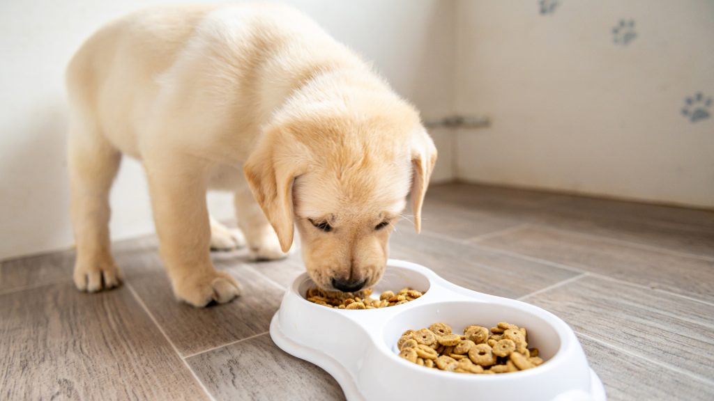 Which Dog Food is Better Pedigree Or Purina