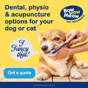 Which Dog Insurance Covers Dental