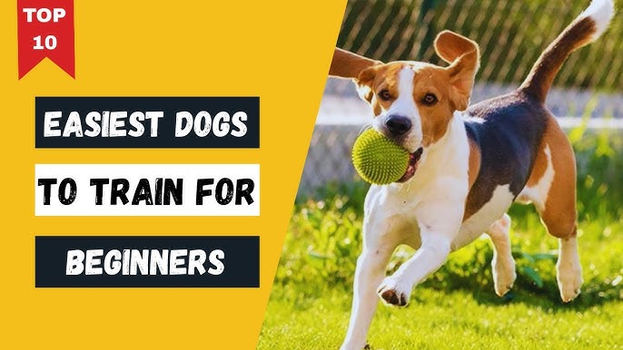 Which Dogs are Easiest to Train