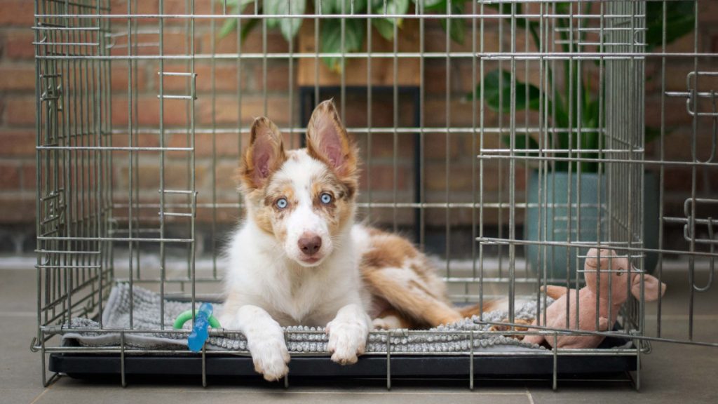 Why Did My Dog Poop in His Crate