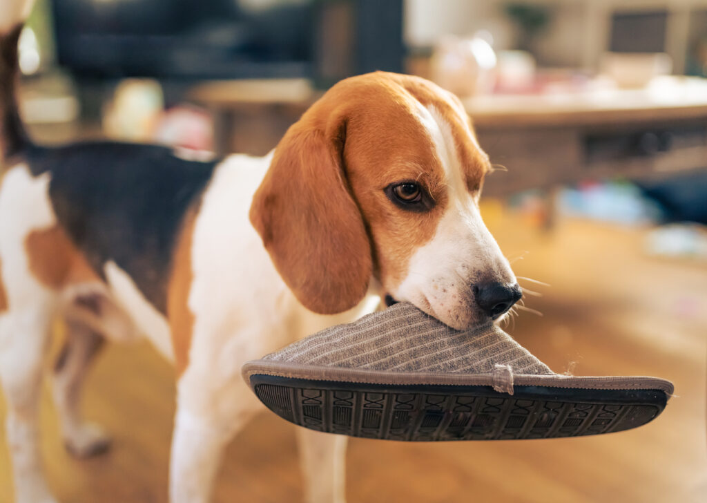 Why Do Dogs Bring You Toys