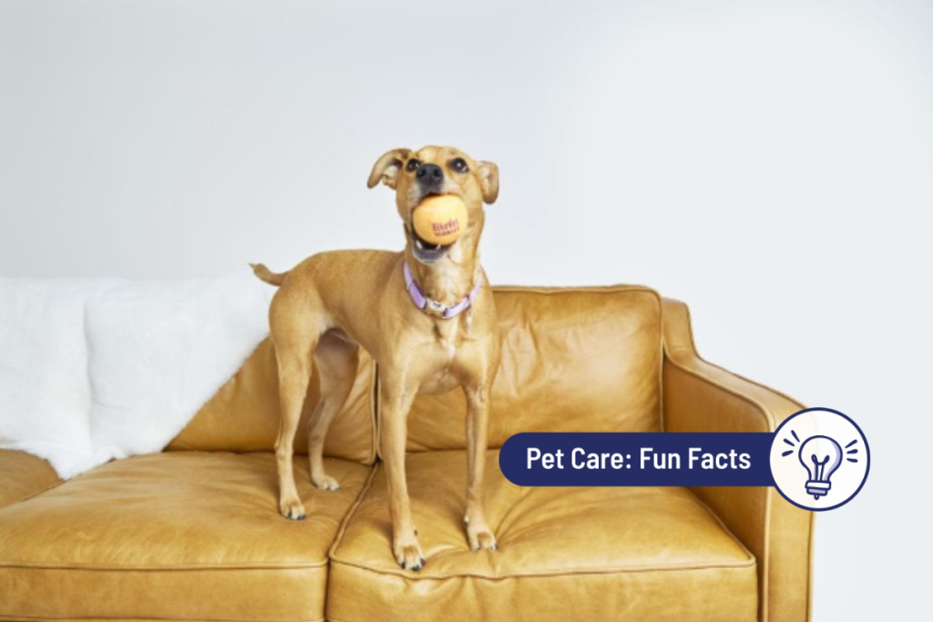 Why Do Dogs Carry Toys around