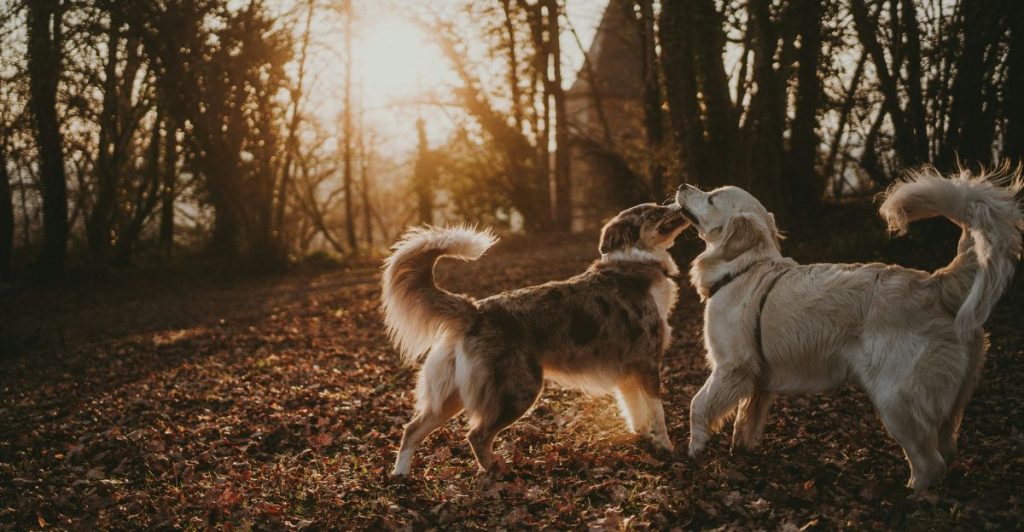 Why Do Dogs Groom Each Other