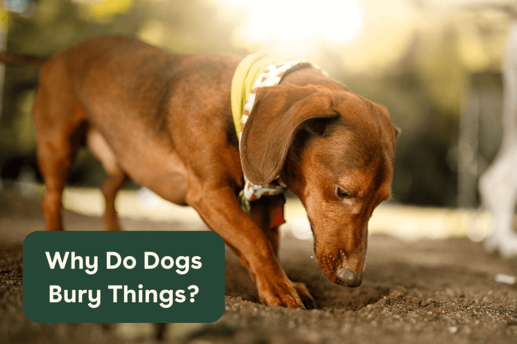 Why Do Dogs Hide Their Toys
