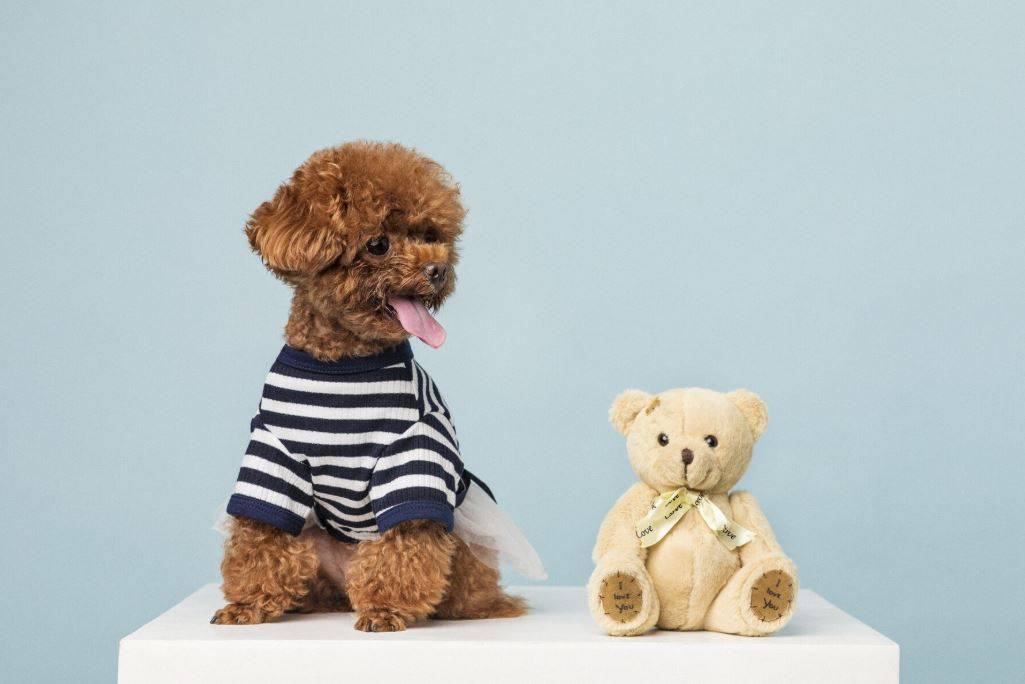 Why Do Dogs Like Cuddly Toys