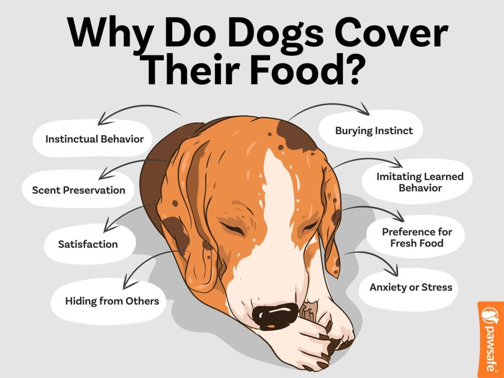 Why Do Dogs Nudge Their Food Bowl