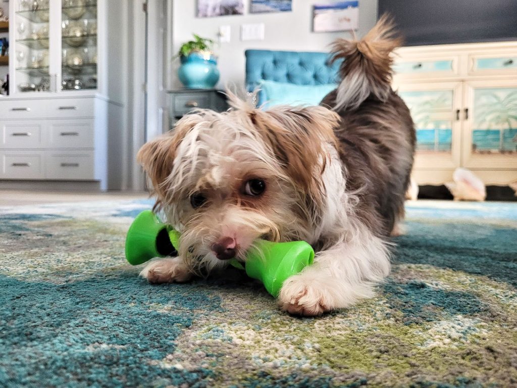 Why Do Dogs Play With Toys