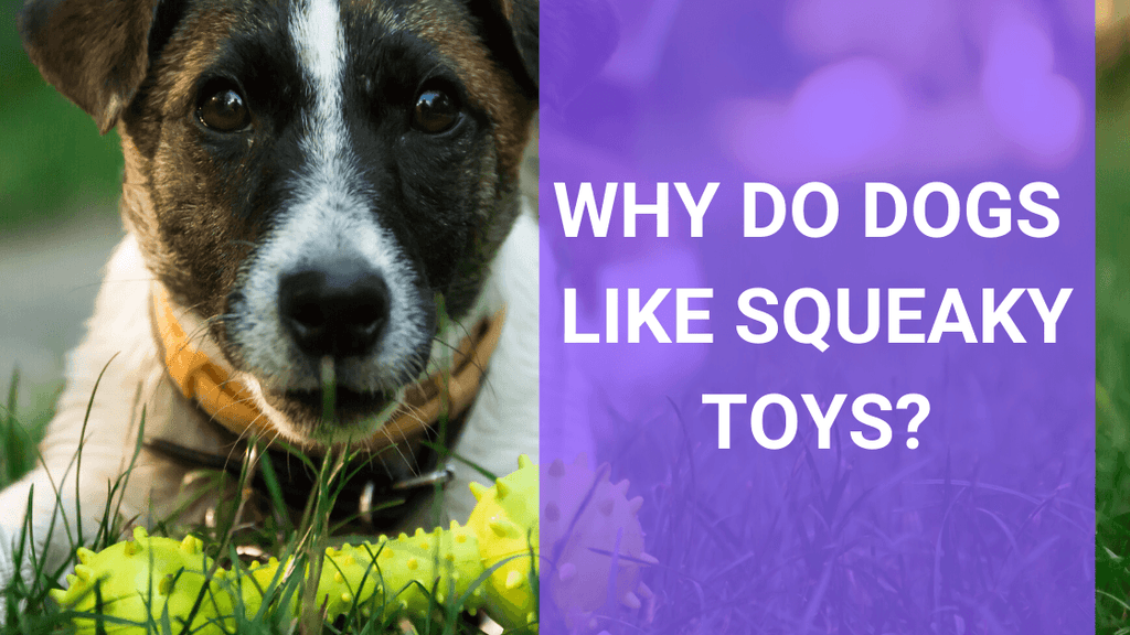 Why Do Dogs Squeak Toys