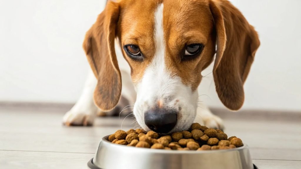 Why Do Dogs Swallow Their Food Whole