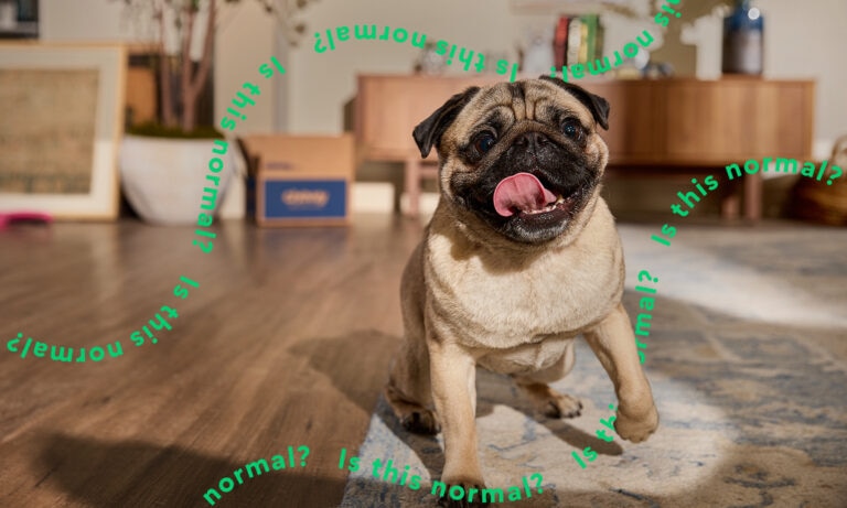 Why Do Dogs Tear Up Toys