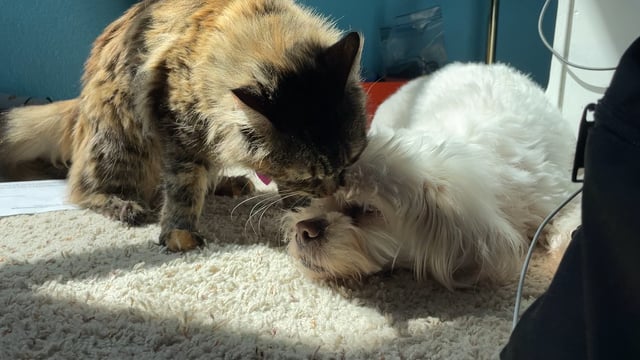Why Does My Cat Groom My Dog