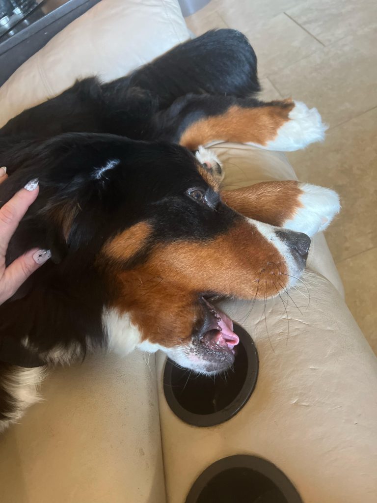 Why Does My Dog Eat His Toys