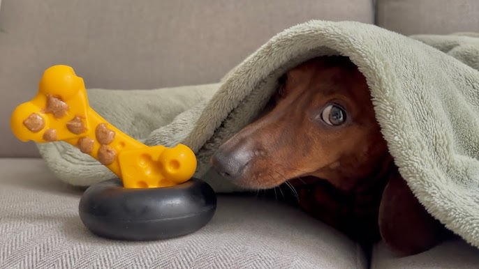 Why Does My Dog Eat His Toys