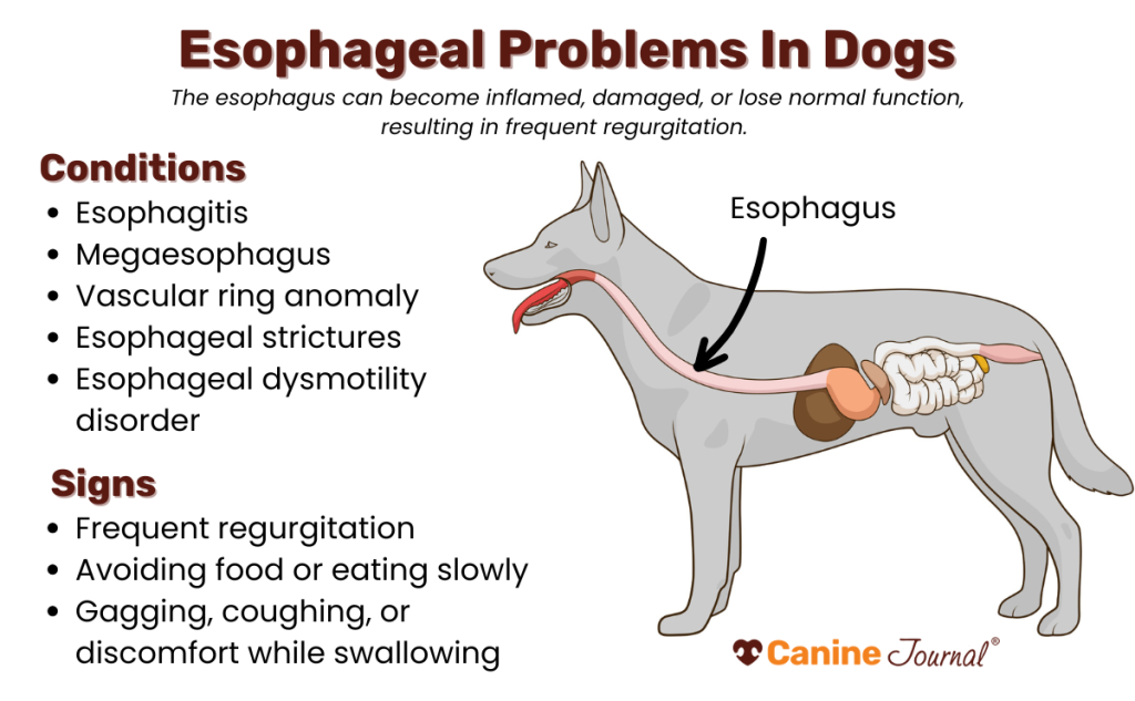 Why Does My Dog Swallow Food Whole