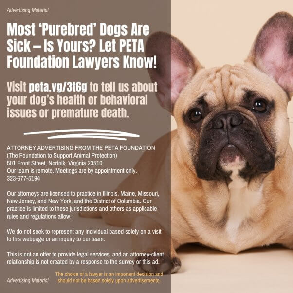 Why is Breeding Dogs Bad