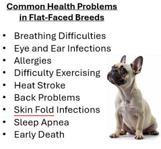 Why is Dog Breeding Bad