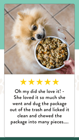 Why Won'T My Dog Eat Dry Food