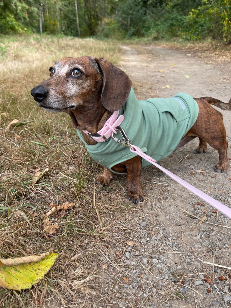 Wiener Dog Clothes