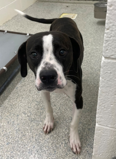 Wilkes County Animal Shelter Adoptable Dogs