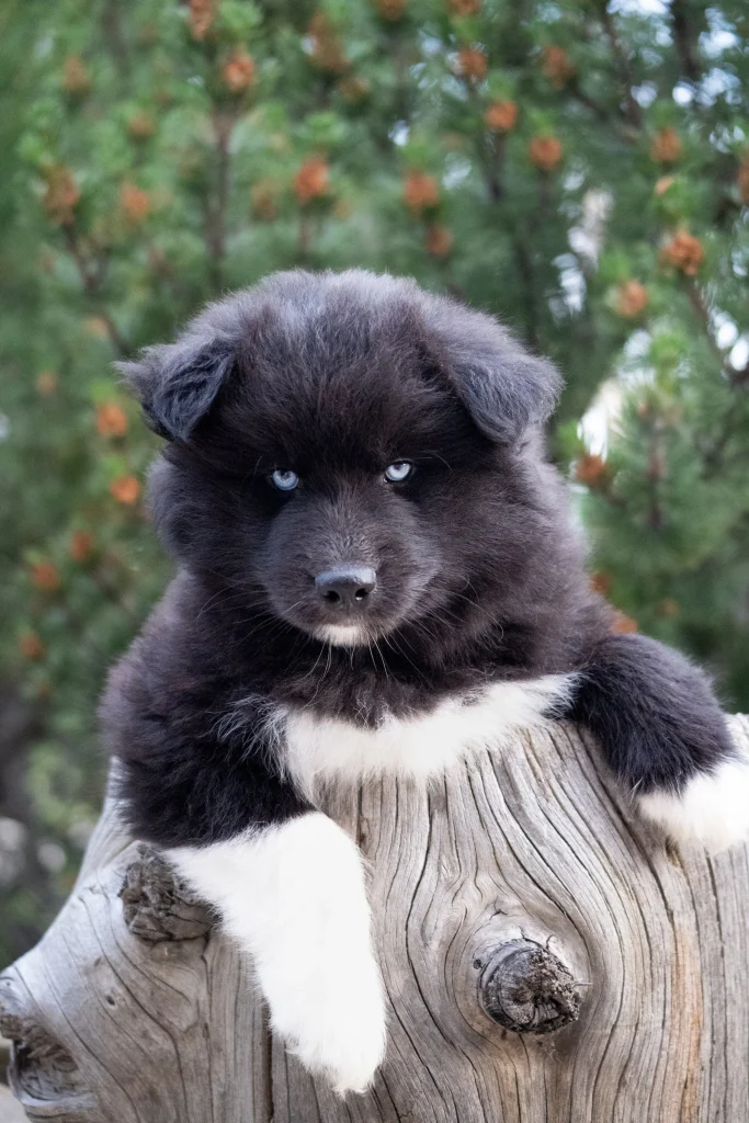 Wolf Dog Breeds for Sale
