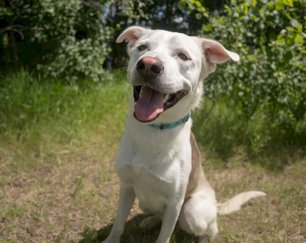 Yummy Dog Adoption Minnesota